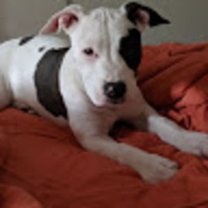 Meet your Posher, Amanda jean